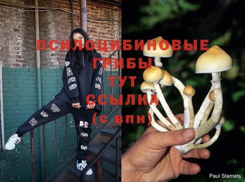 как найти закладки  Карабулак  Псилоцибиновые грибы Magic Shrooms 